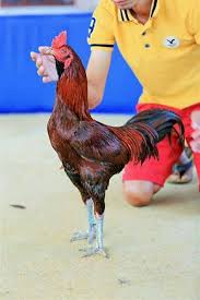 Di philipin pertandingan sabung ayam menjadi no 1 bagi para kaum pria di sana hingga para wanita juga tidak mau ketinggalan untuk mengikutin turnament tersebut. Gambar Ayam Philipin Ninja Profil Beberapa Jenis Ayam Filipin Siap Turun Arena Youtube Untuk Mendapatkan Informasi Lebih Lanjut Tentang Ayam Philipin Segel Terbaik Yang Berkualitas Dan Juga Diskon Yang