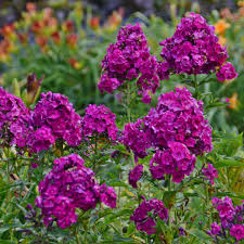 Phlox are not only rachel's favorite perennials; Phlox Paniculata Nicky Perennial Resource
