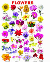World Environment Day 2020 In 2020 Flower Images With Name Flower Names Flowers Name In English