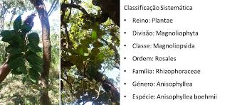 Image result for Anisophyllea boehmii