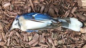Last night we learned that a large number of birds had flown into the glass exterior of our building. What Can We Do About Bird Window Collisions North Carolina Birding Trail