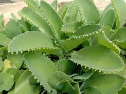 Image result for Bryophyllum
