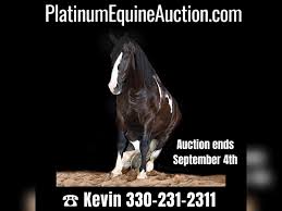 Percheron Gelding 10 years 16,2 hh Tobiano-all-colors in Jackson OH