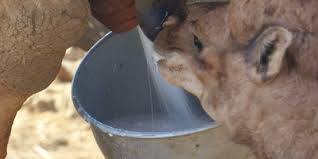Find the latest emirates industry for camel milk & products (eicmp) career opportunities. Eyxijr6udtjbnm