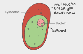We did not find results for: Cellular Organelles And Structure Article Khan Academy