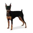 Miniature Pinscher Puppies for Sale | Lancaster Puppies