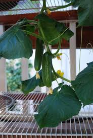 Learn how to lower and lean cucumbers and tomatoes as well as other trellising techniques and ideas. Growing Cucumbers How To Grow Cucumbers Planting Cucumbers