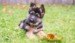 How to avoid buying from bad dog breeders. German Shepherd Puppies Breed Guide Purina Australia