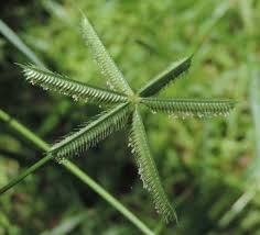 Image result for Dactyloctenium geminatum