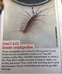 Uh Yea Sure Thing Sounds Like Something A House Centipede Would Say Propaganda Insect Bites And Stings Centipede Bites And Stings