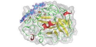 Some plant cells do have lysosome, while others don't. Insights Into Enzymes That Break Down Plant Cell Walls Department Of Biochemistry