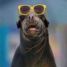 كلب البحر photos facebook