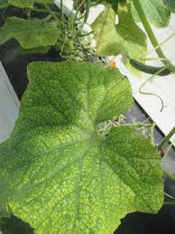 Image result for spider mites on cucumbers