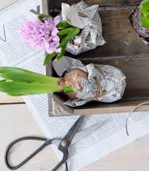 Diy Dekoideen Mit Blumenzwiebeln Hol Den Fruhling Ins Haus Blumenzwiebeln Tulpenzwiebeln Traubenhyazinthe