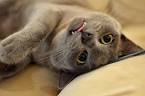 Burmese Cat Breed Information, Pictures, Characteristics ...