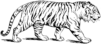 Free printable tiger coloring pages. Tiger Printable Coloring Pages Coloring Home