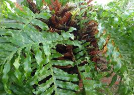 Image result for Drynaria