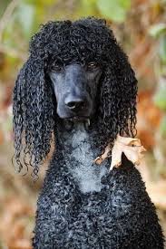 Wet Poodle What A Beautiful Striking Image By Maryanne Poodle Poodle Dog Standard Poodle