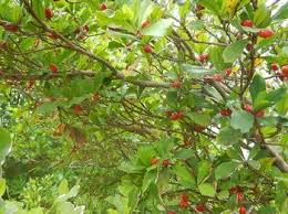 Image result for Synsepalum passargei