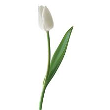 Check spelling or type a new query. Tulip White Charlotte Flower Market