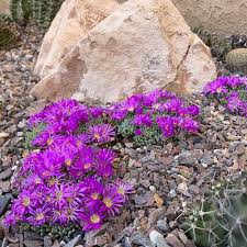 Image result for Delosperma mahonii