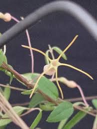 Image result for Ceropegia schultzei