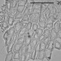 Image result for Sporobolus mildbraedii