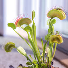Carnivorous plants grow in nutrient poor soils. Carnivorous Plants Flower Power