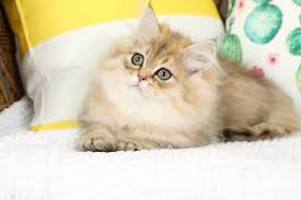 Glitterbug Golden Chinchilla Persian Kitten For Sale Persian Kittens Persian Kittens For Sale Persian Cats For Sale