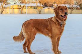 Rugged and spirited, this versatile duck dog is the toughest of the retrievers. Canadian Kennel Club Club Canin Canadien