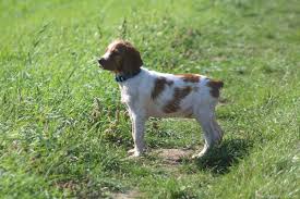 Image result for bretanský dlouhosrstý ohař