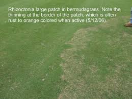 Check spelling or type a new query. Rhizoctonia Large Patch In Bermudagrass Purdue University Turfgrass Science At Purdue University