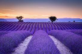 Pin By Amazing Places And Nature On Purple Lavender Fields Lavender Fields Provence Purple Line