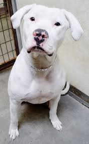 Critically Urgent Code Red 34803 R184898 Must Exit The Shelter By 3 30 Pm On Friday March 21st She Is Rescue Only As She Has Kennel Cough Lo