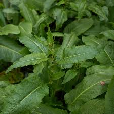 Image result for Rumex crispus