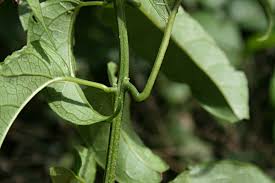 Image result for Clerodendrum pleiosciadium