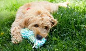 Pet boarding, pet grooming port huron, mi. Boarding Kennels Save Up To 70 At Groupon Ae