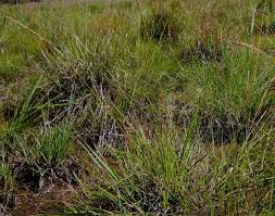 Image result for Digitaria monodactyla