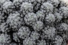 This incredible feature of the cactus spine, inspiring new technology, was given the usual evolution lip service, with no explanation offered as to how it or the laws of physics that it utilizes may have arisen. Why Do Cacti Have Spines 4 Reasons Cacti Are Spikey