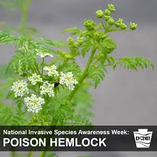 How to get rid of poison hemlock. Pennsylvania Department Of Conservation And Natural Resources Poison Hemlock Is A Biennial Herb With Hollow Stems That Can Reach 8 Feet In Height Native To Europe It Is Now Widespread Throughout Much