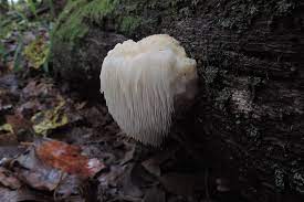 If it's wild game, fish, or edible wild plants and mushrooms, you'll find it here. 5 Easy To Identify Edible Mushrooms For The Beginning Mushroom Hunter Wild Foodism