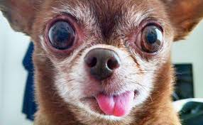 What is the best website to buy dogs? German Shepherd Puppies For Sale Craigslist Chicago Pets Lovers