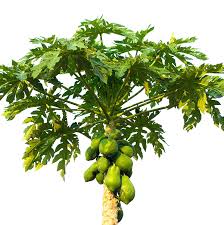10 thoughts on my simple, inexpensive solar fruit dehydrator. Cheap Dwarf Fruit Tree Nurseries Find Dwarf Fruit Tree Nurseries Deals On Line At Alibaba Com