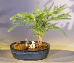 Large norfolk pine (3 m) and umbrella houseplant (2m) for free. Norfolk Island Pine Bonsai Tree For Sale Water Land Container Medium Araucaria Heterophila Bonsai Tree Gardener