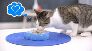 Beginning in march 2007, there was a wide recall of many brands of cat and dog foods due to contamination with melamine and cyanuric acid. Wellness Cat Food Reviews 2021 Best Sellers Revealed