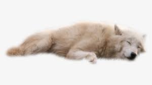Send me a link to your finished work. Wolf Howling Png Images Transparent Wolf Howling Image Download Pngitem