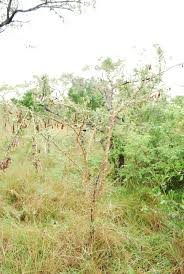 Image result for Ormocarpum