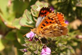 Image result for Allophylus whitei