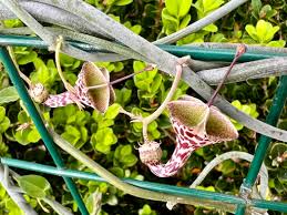 Image result for Ceropegia haygarthii