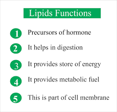 Fatty acids are the key constituents of lipid and lipid owe their hydrophobic properties to them. Lipids Total Labpedia Net